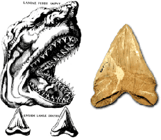 Steno drawing of Jaw of Shark
