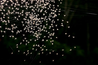 intergalactic spiders