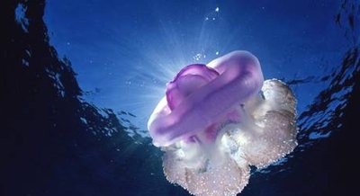 Nazarovas. Pa�eid�jas