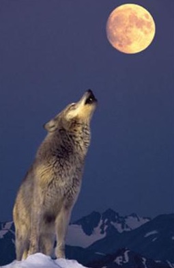 Wolf at Moon