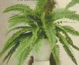 Boston fern
