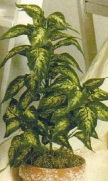 Dieffenbachia