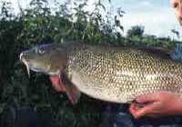 Barbel