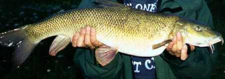 Barbel
