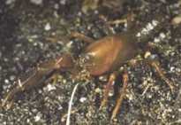 Crayfish