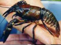 Crawfish in hands