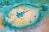 Flounder