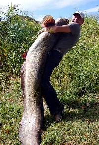 Catfish in hands