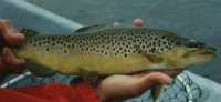 trout in hands