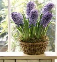 Hiacintas ant palangs