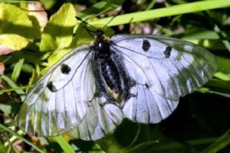 Juodasis apolonas: drugys