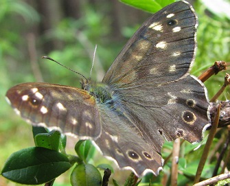 Margasis satyras: drugys