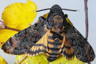 Kaukoltasis sfinksas: drugys