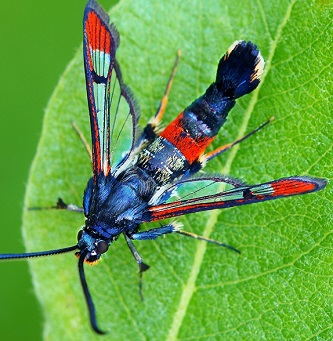 Gluosninis stiklasparnis: drugys