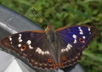 Puonioji vaiva: drugys