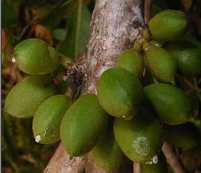 Naftingasis rieutmetis