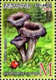 Pilkoji voverait (pato enkle)