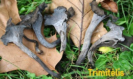 Paprastasis trimitlis