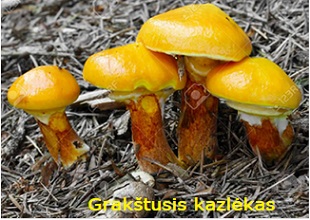 Graktusis kazlkas