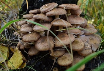 Paprastasis kelmutis