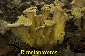 Pilkai gelsva tamsjanti voverait