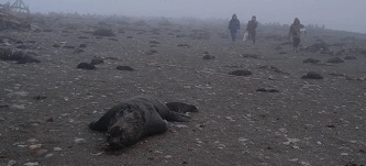 Gaienos Ruoni saloje