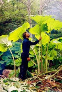 Sachalino augalai gigantai