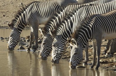 Grevy zebrai girdykloje