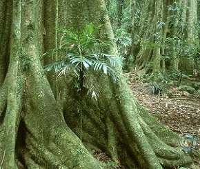 Didysis dilglinis medis