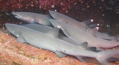 Miegantys baltieji rykliai