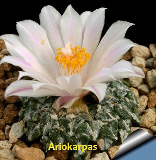 Ariokarpas