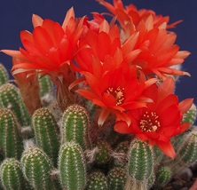 Echinopsis