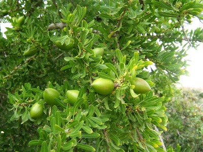 Argania spinosa - Argan tree