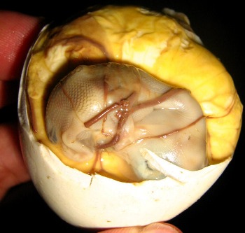 Balut-egg