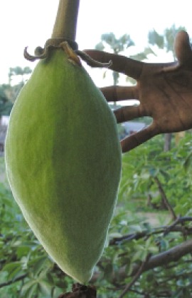 Baobab Fruit