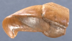 Vulture head: Goebekli Tepe