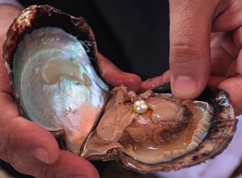 Theophrastus. Perlas kriauklje