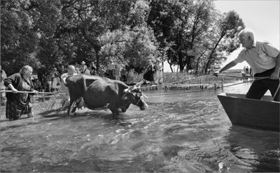 Plukdomos karvs Meironyse. Sekmins