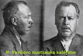 Vavilovas kaljime