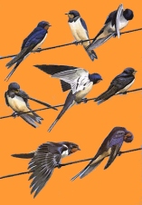 IBM - tai visas pasaulis!