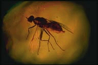 Gintaras su inkliudu