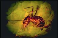 Gintaras su inkliudu