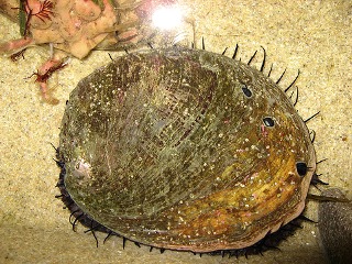Red Abalone