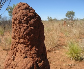 Liepsnos formos skuzdlynas