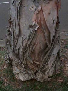 Paperbark