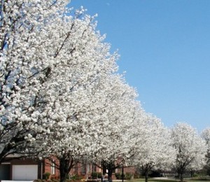 Peaches with white blossoms