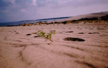 Curonian Spit and Nida. Single
