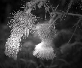 Terri Lynn. Thistle