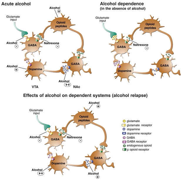 Alcohol effect to brain