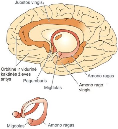 Striatum. Brain